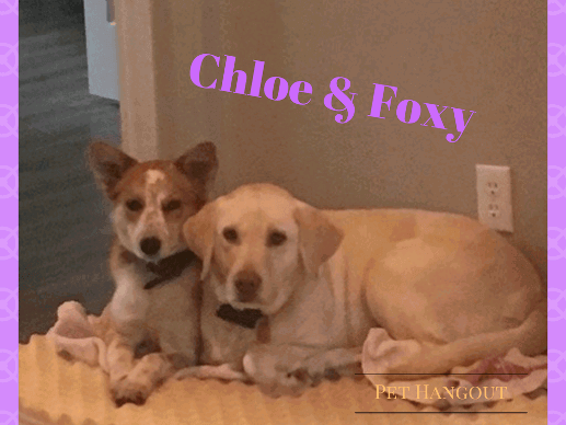 Chloe and Foxy lying together.