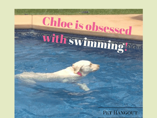 Chloe loves to swim.