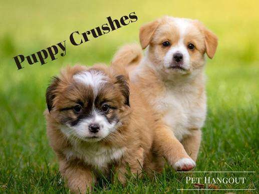 Adorable puppies running and we are crushing