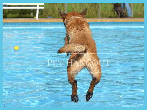 Dog leaping into the pool to get his ball