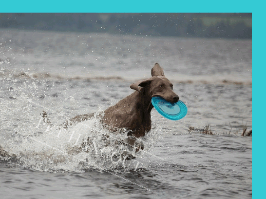 Dog retrieving her frisbee from the water