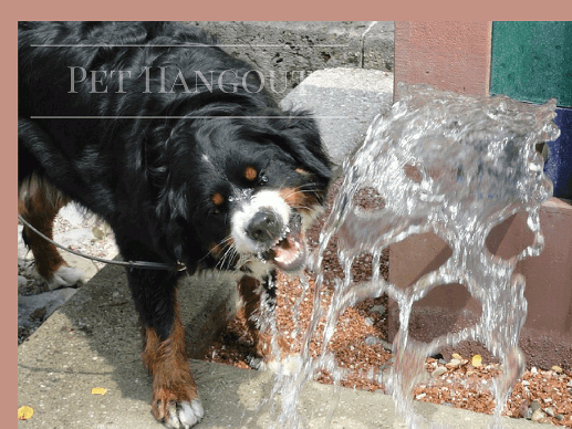 Dog taking a drink from a water feature