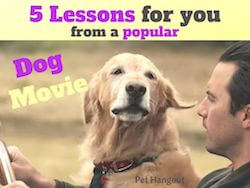 5 Lessons For You From a Popular Dog Movie