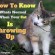 How To Know Whats Normal When Your Cat Throws Up