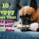10 Puppy Toys That Are Good For Your New Baby