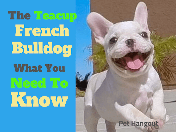 The Teacup French Bulldog What You Need To Know