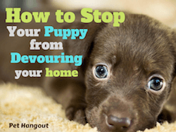 How to Stop Your Puppy from Devouring Your Home