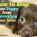 How to Stop Your Puppy from Devouring Your Home