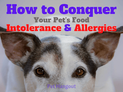 How to Conquer Your Dog’s Food Intolerance and Allergies