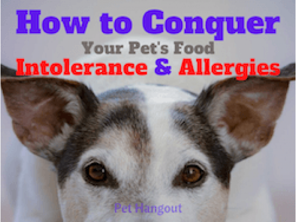 How to Conquer Your Dog’s Food Intolerance and Allergies