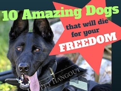 10 Amazing Military Dogs that will Die for your Freedom