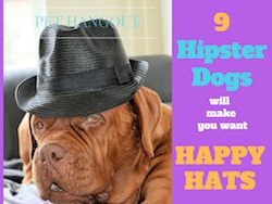 9 Hipster Dogs will make you want Happy Hats