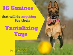 16 Canines that will do Anything for their Tantalizing Toys
