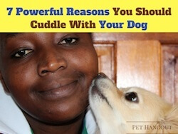 7 Powerful Reasons You Should Cuddle With Your Dog