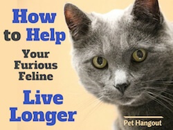How To Help Your Furious Feline Live Longer