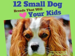 12 Small Dog Breeds That Will Love Your Kids