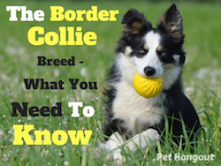 The Border Collie Breed - What You Need To Know