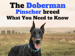 The Doberman Pinscher Breed - What You Need To Know