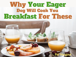 Why Your Eager Dog Will Cook You Breakfast for These