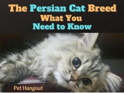 The Persian Cat Breed - What You Need To Know