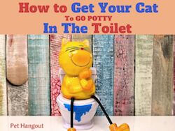 How to get Your Cat to Go Potty in The Toilet