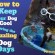 How to Keep your Dog Cool during the Sizzling Dog Days