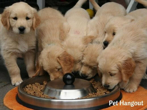 Feed your puppy good quality puppy food.