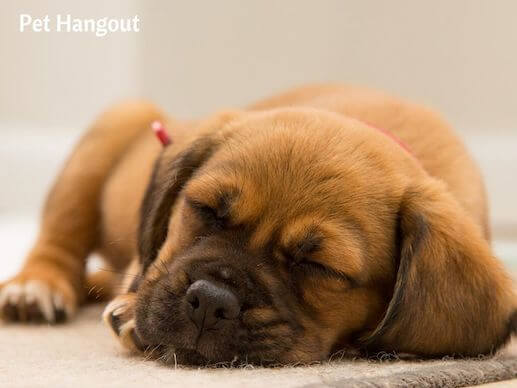 Your puppy will  need lots of rest.