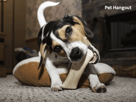 Puppy chewing on bone instead of shoe.