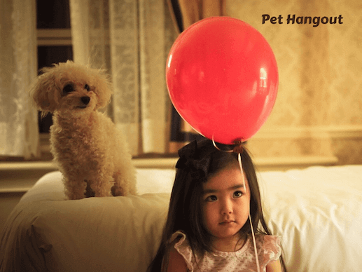 Curious pup sees the balloon.