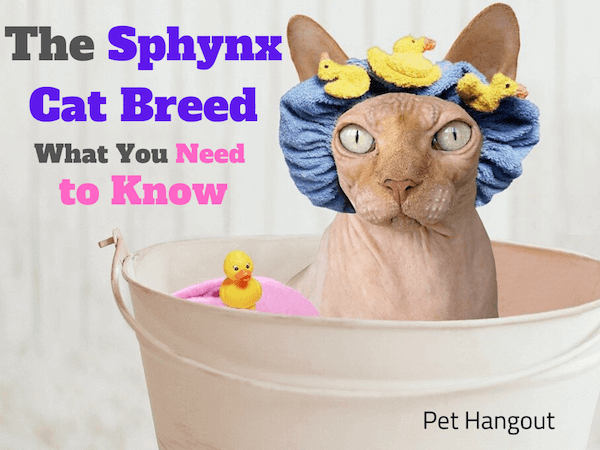 the sphynx cat breed what you need to know.