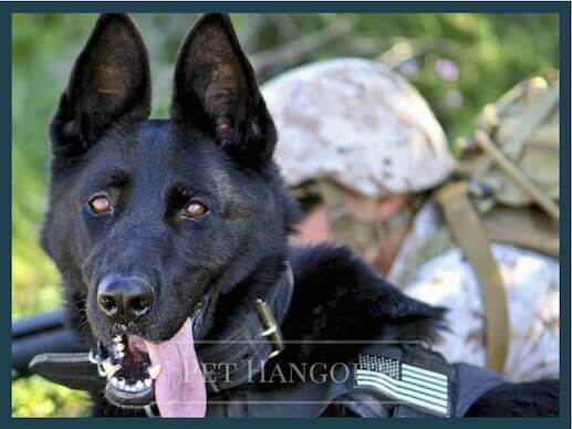 Military dog with his handler