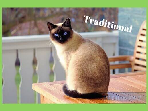 The traditional Siamese Cat