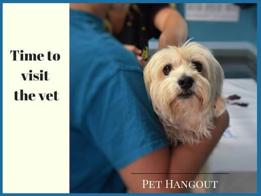 It may be time to take your dog to the vet.