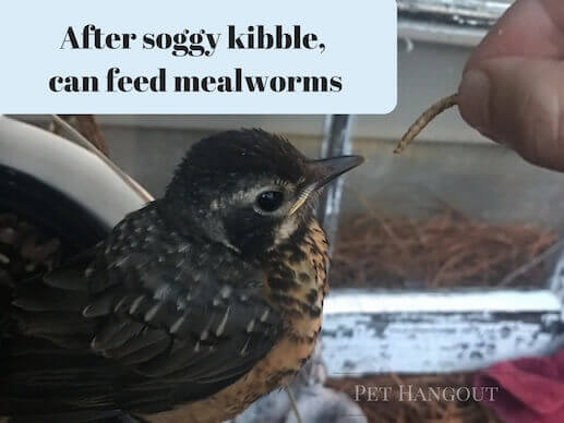 Feeding a baby bird a mealworm with tweezers.