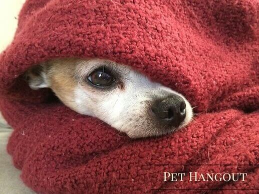 Doggie cuddling in a warm blanket