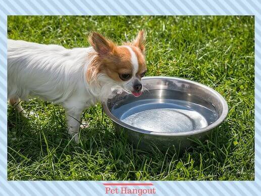 Give your dog plenty of water to avoid dehydration.