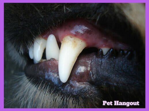 Dirty dog teeth can cause gum disease.