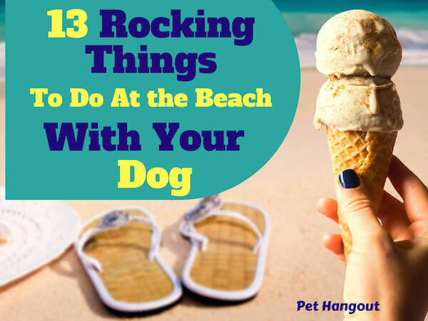 13 Rocking Things To Do at the Beach With Your Dog