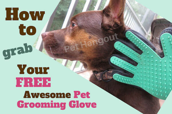 How to grab your free awesome pet grooming glove.