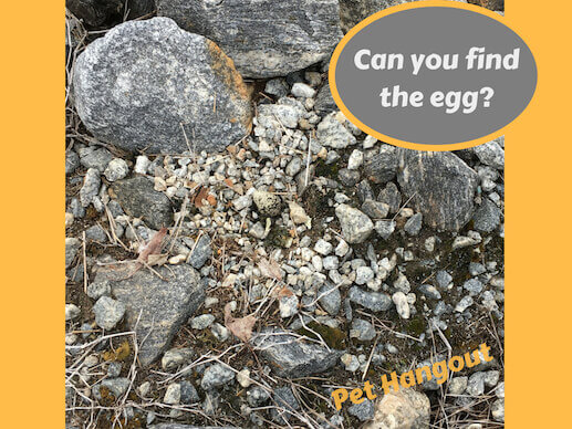 Can You find the egg in this picture?