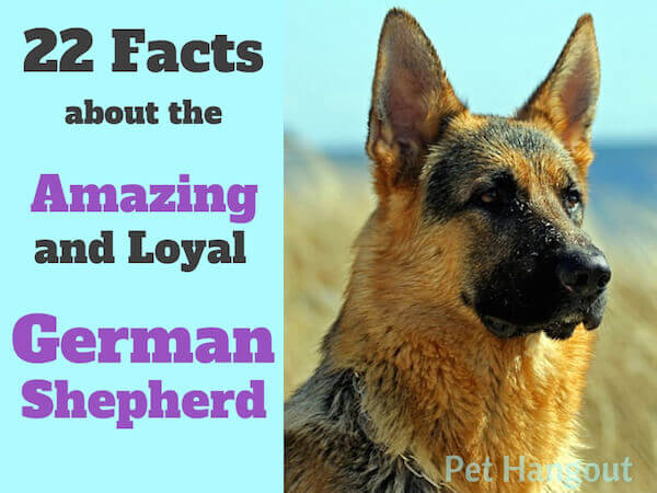 22 Facts about the Amazing and Loyal German Shepherd.