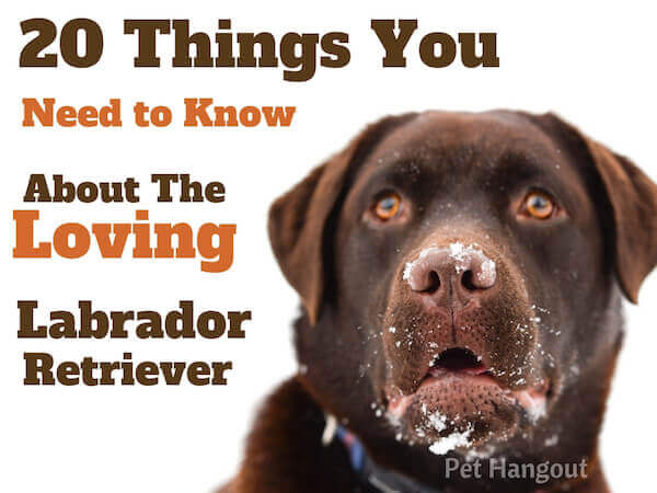 20 things you need to know about the loving Labrador Retriever