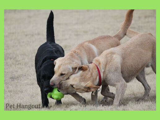 Labs playing together with a ball.