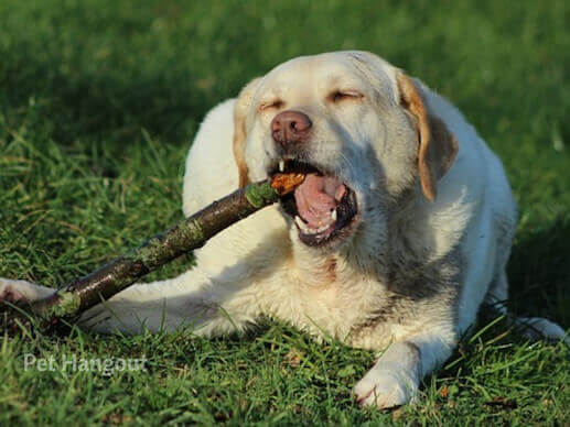 White Lab chewing on a stick