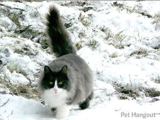 kitty snow pic 13