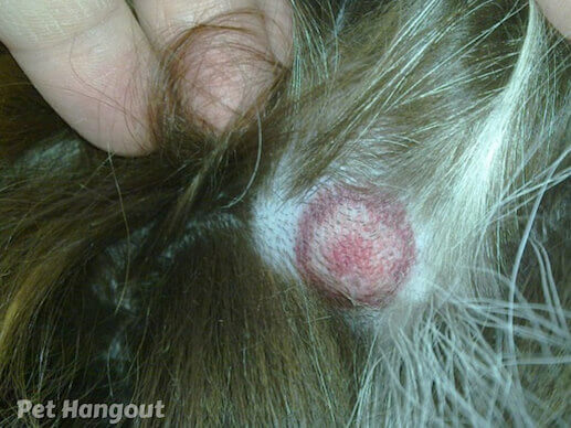 dog skin irritation causes hair loss.