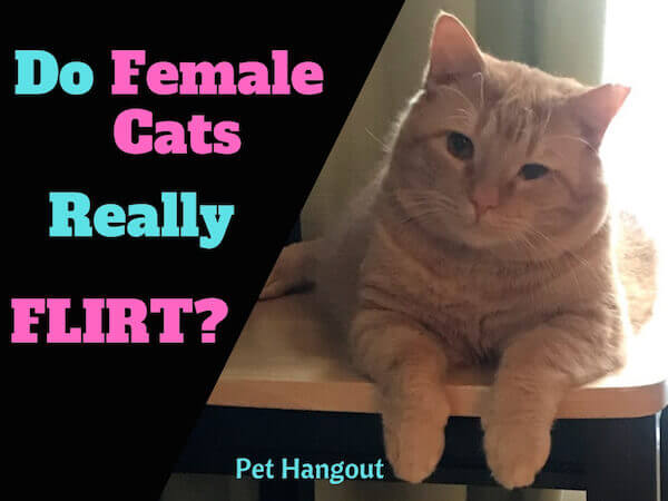 Do female cats really flirt?