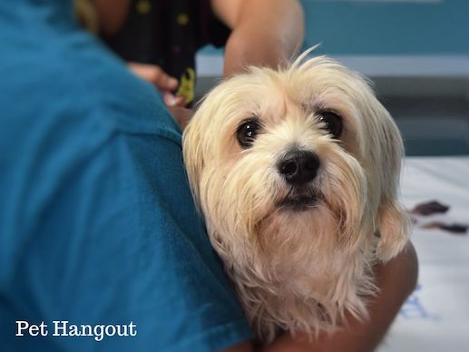 Take a found dog to vet and check for chip.