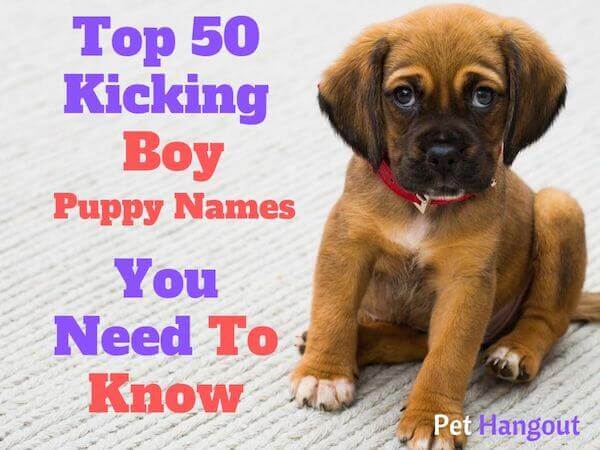 Top 50 kicking boy puppy names you need to know.